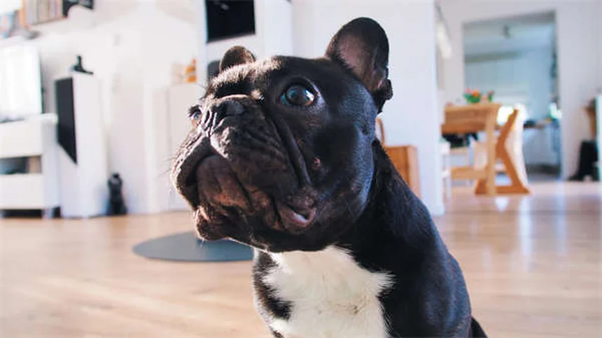 Pyrantel Pamoate for Dogs & Cats: Safe Deworming Guide