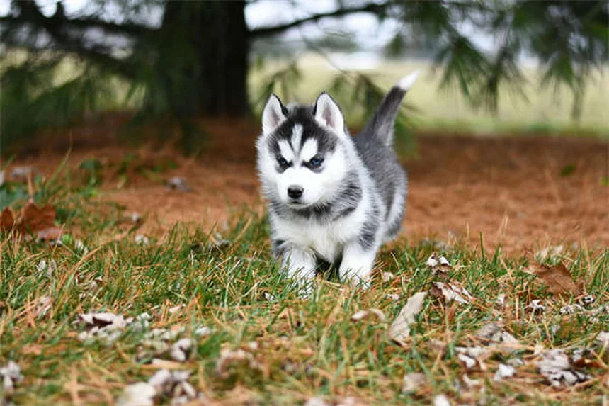 7 Proven Ways to Calm Your Dog During Fireworks (That Actually Work)