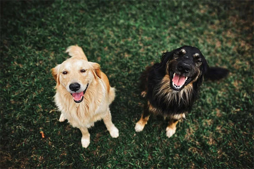 7 Proven Ways to Calm Your Dog During Fireworks (That Actually Work)