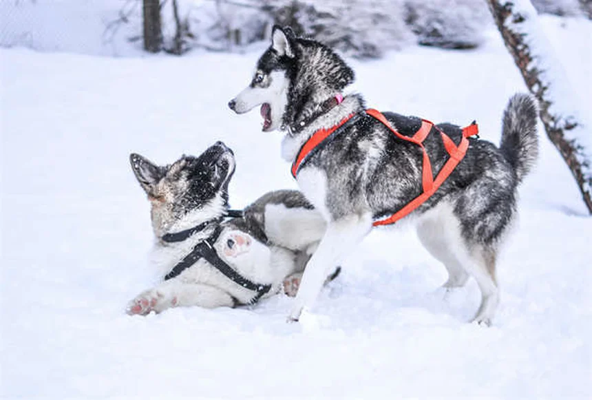 When to Switch from Puppy to Adult Dog Food: Expert Guide
