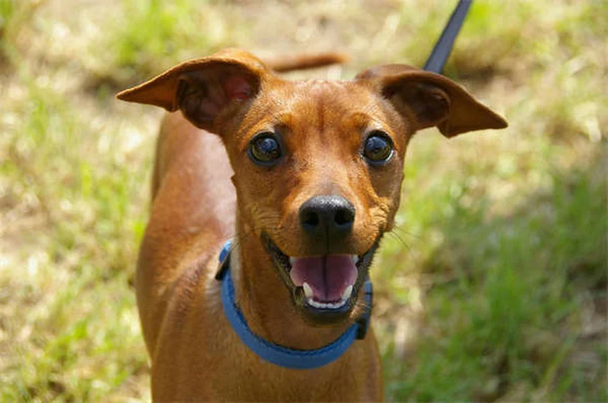 When to Switch from Puppy to Adult Dog Food: Expert Guide