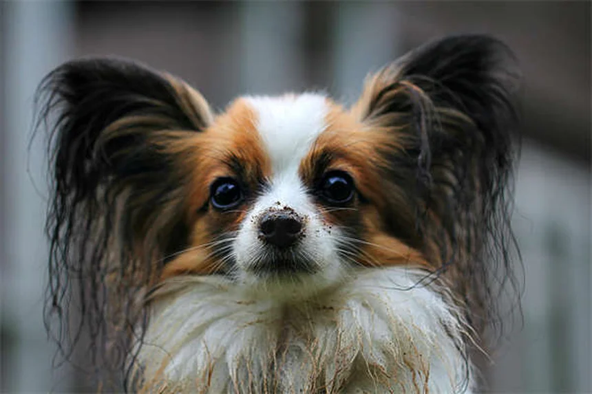 Puppy Teething Timeline: When Do Puppies Stop Teething?