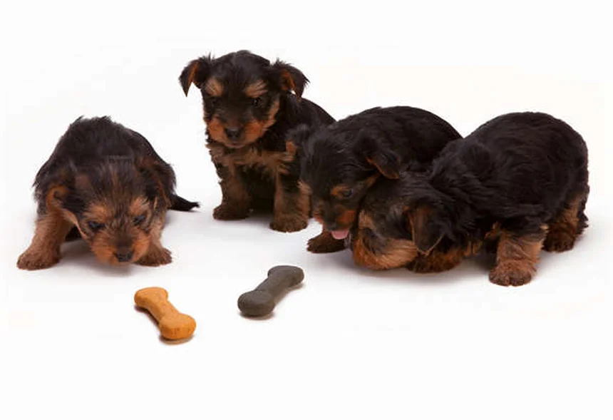 Puppy Teething Timeline: When Do Puppies Stop Teething?