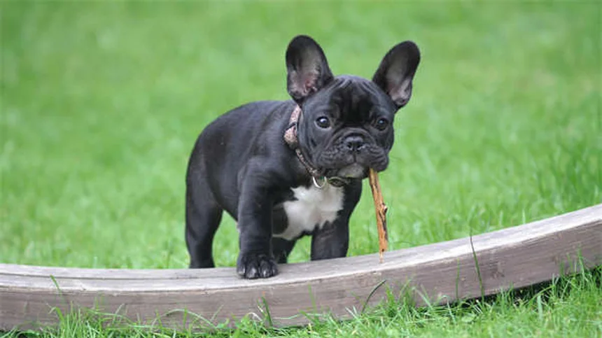 Dog Cataracts: Signs, Treatment & Prevention (Vet-Approved Guide)